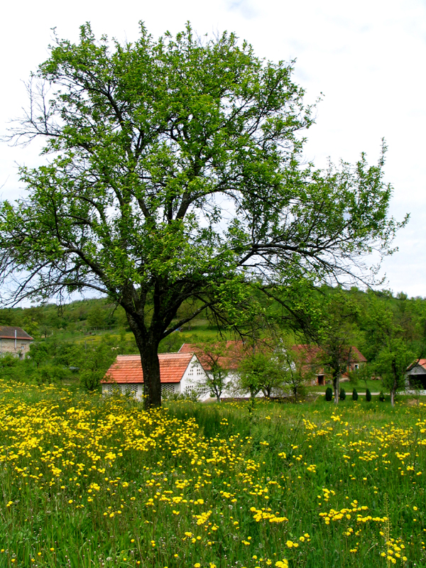 brodski stupnik rgrube tree and houses